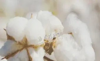 棉花期货价格大涨吗(棉花期货价格大涨吗现在)_https://cj.meihuadianqi.com_财经分析_第1张