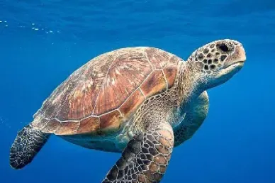 海龟的期货交易规则(海龟期货)_https://cj.meihuadianqi.com_财经行情_第1张