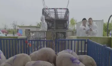生猪 期货 价格(生猪期货价格走势)_https://cj.meihuadianqi.com_财经行情_第1张