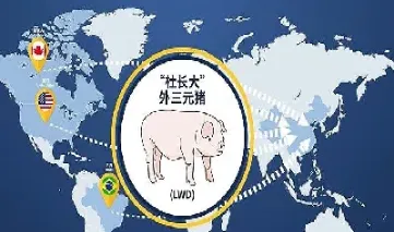 生猪期货行情分析2021(生猪期货行情分析2021年)_https://cj.meihuadianqi.com_财经直播_第1张